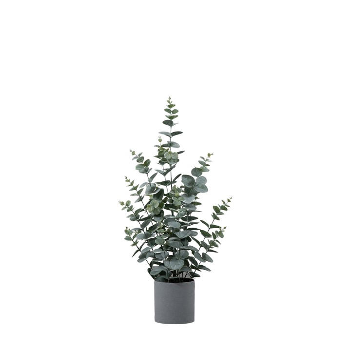 Gallery  Green Pot Eucalyptus 99, Sports Direct