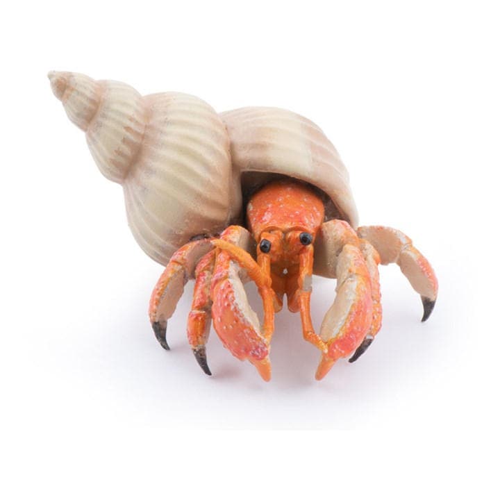 France   Kids  Marine Life Hermit Crab T, Football by PAPO, Sports Direct
