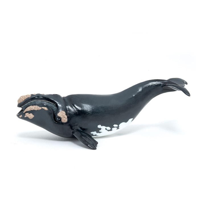 France   Kids  Marine Life Right Whale T, Football by PAPO, Sports Direct