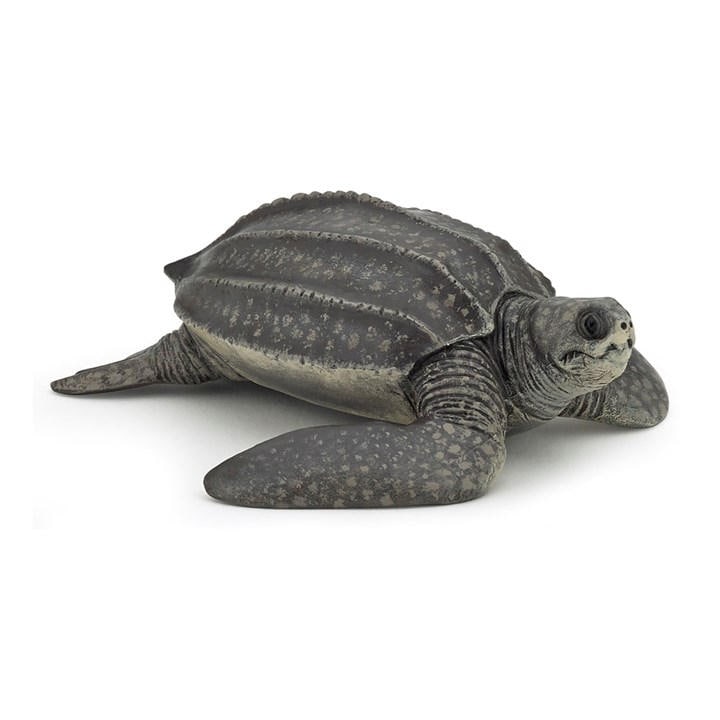 France   Kids  Marine Life Leatherback T, Football by PAPO, Sports Direct
