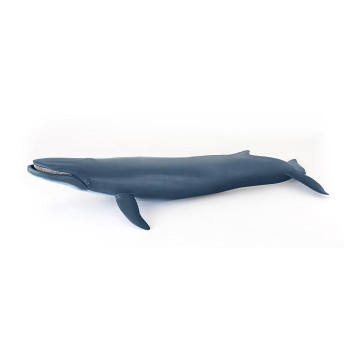 France   Kids  Marine Life Blue Whale To, Football by PAPO, Sports Direct