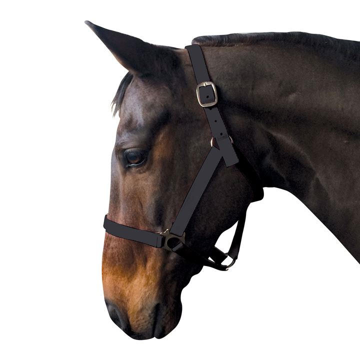 Requisite  Economy Headcollar - Black - Full - Image 2