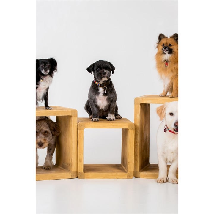 Activity Superstore  None Pet Photoshoot, Sports Direct