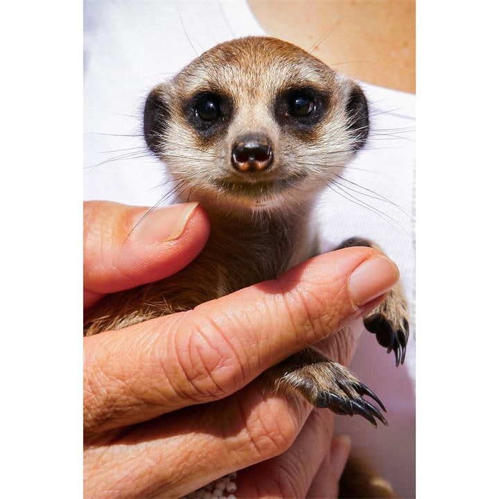 Activity Superstore  None Meet The Meerkats For Two, Sports Direct