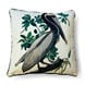 Brown Pelican