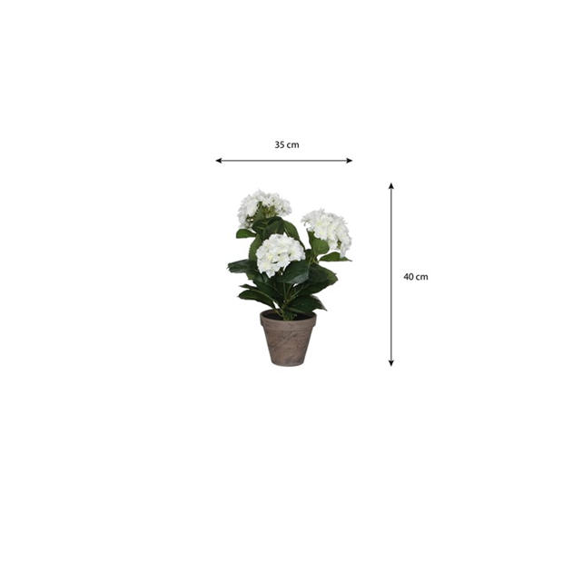 Balta - Mica - Hydrangea in pot Stan grey