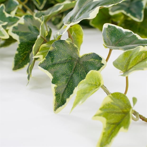 Žalia - Mica - Ivy hanging green variegated