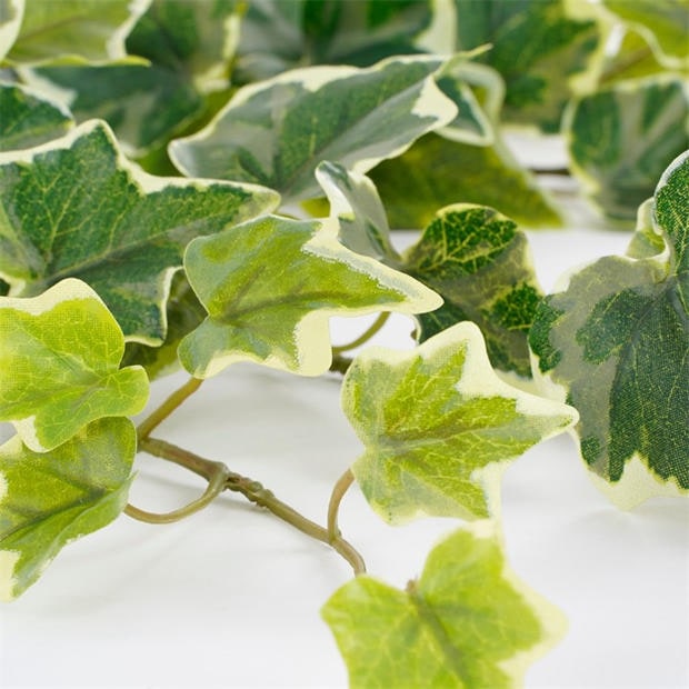 Žalia - Mica - Ivy hanging green variegated