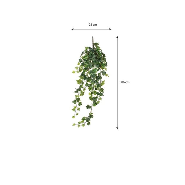 Žalia - Mica - Ivy hanging green variegated