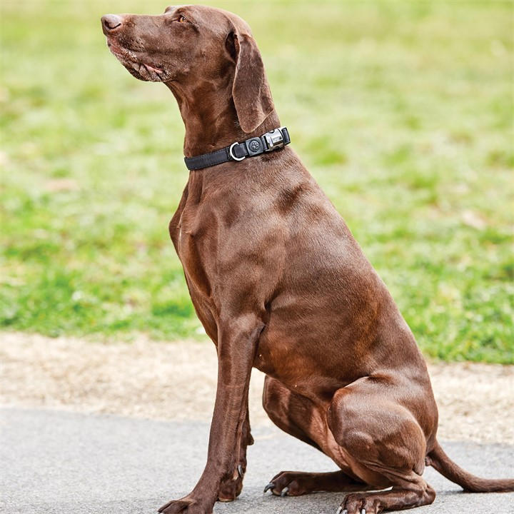 Weatherbeeta  Black Elegance Dog Collar in Size XS, Sports Direct