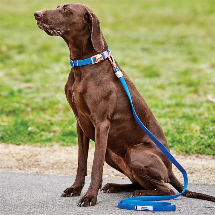 Weatherbeeta  Blue Elegance Dog Collar in Size XS, Sports Direct